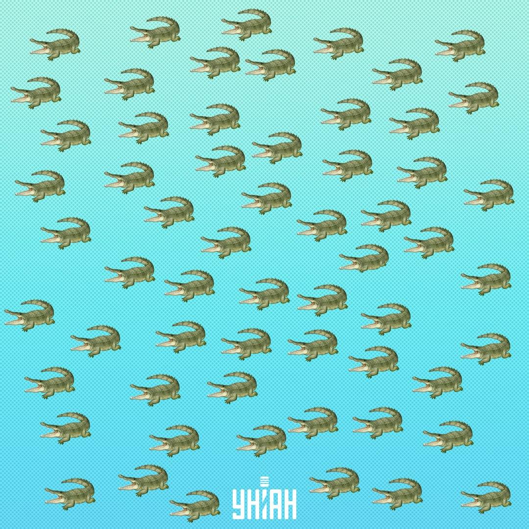 Il rettile è nascosto, ma dovresti vederlo in 15 secondi / Collage Moje